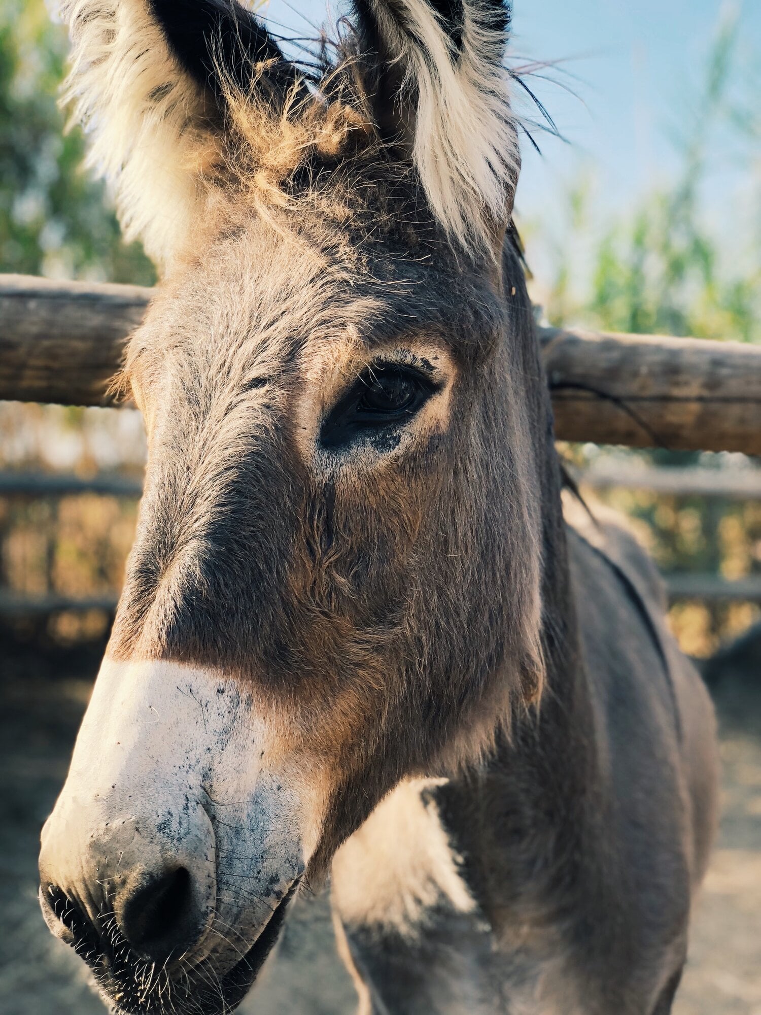 Pensão Agrícola, Europe — Close-up portrait of a donkey with weathered features and long ears, backlit by golden afternoon light, rustic wooden fence behind.