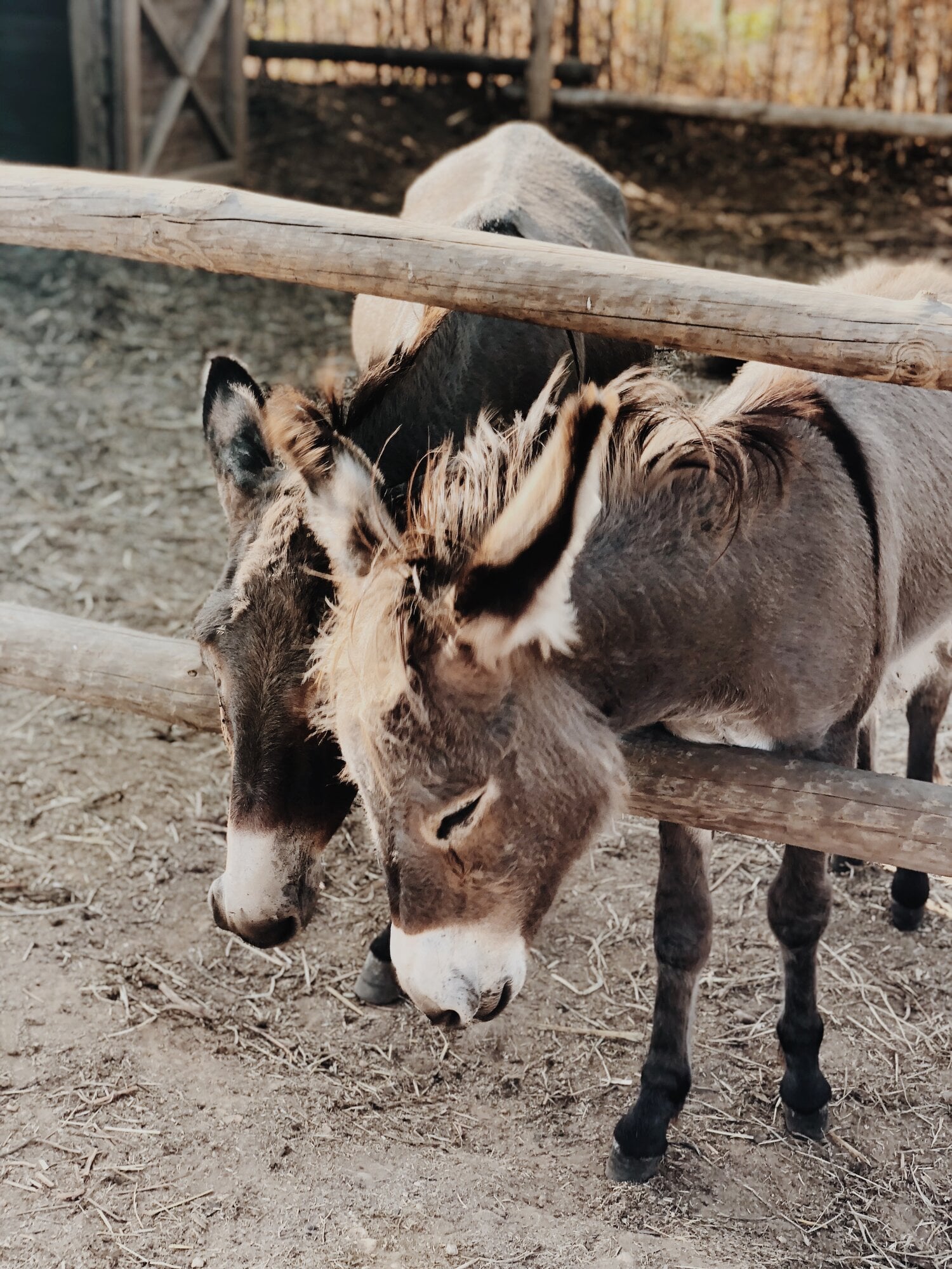 Pensão Agrícola, Europe — Donkeys in rustic wooden-fenced enclosure, warm natural light casting shadows across weathered farm buildings and packed earth.
