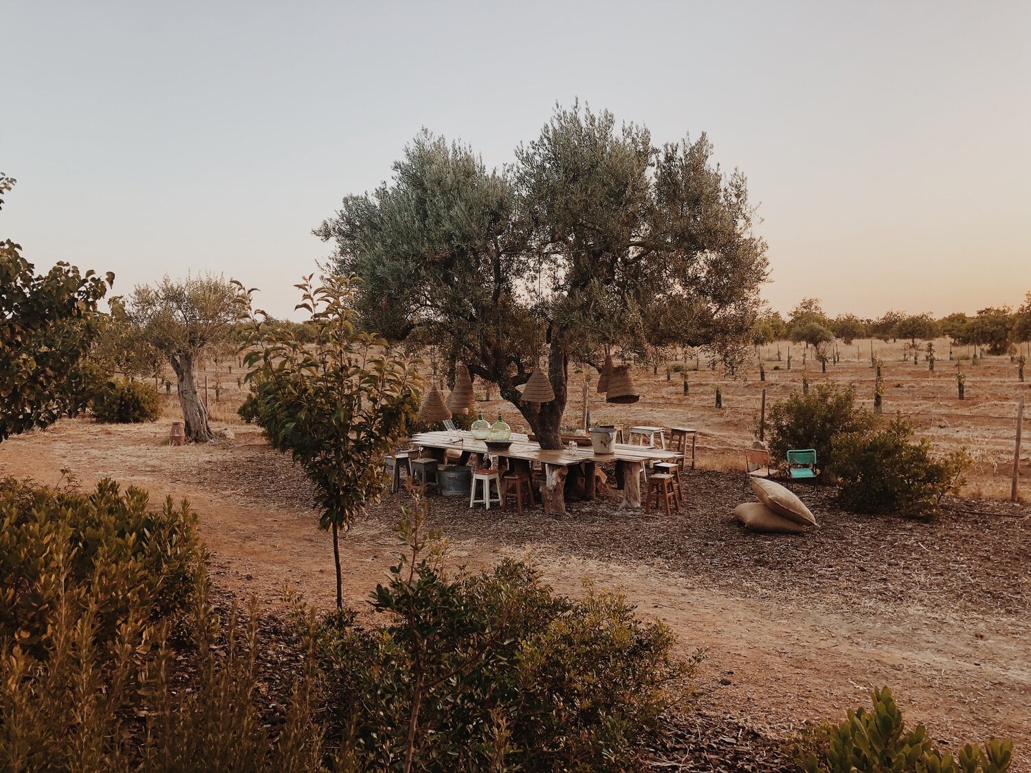 Pensão Agrícola, Europe — Ancient olive tree shading rustic dining table in arid countryside with wooden chairs and terracotta vessels.
