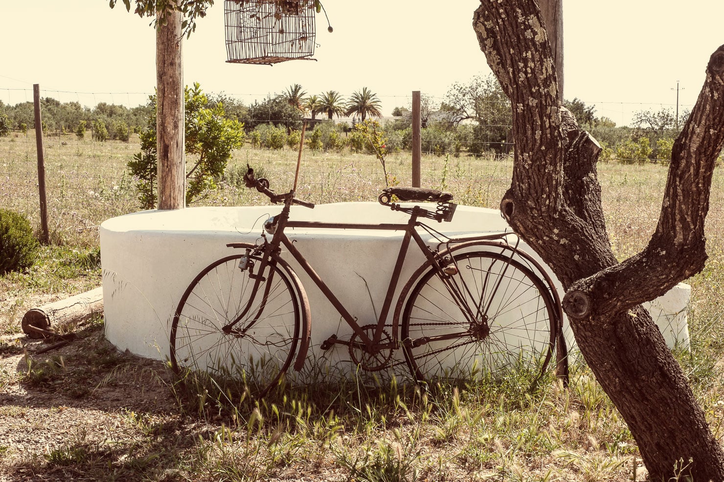Pensão Agrícola, Europe — Vintage bicycle leaning against white water tank beneath gnarled olive tree in rural countryside setting.
