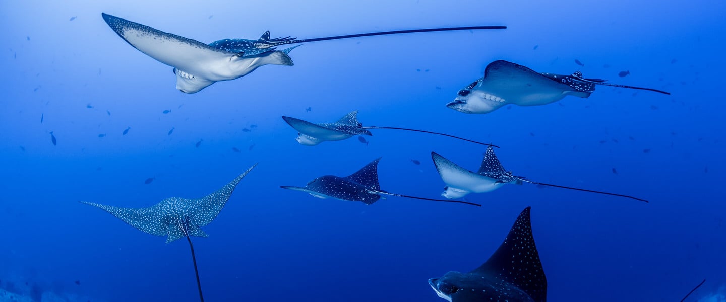 Wall Diving — School of spotted eagle rays gliding through deep blue ocean water, underwater wildlife photography.