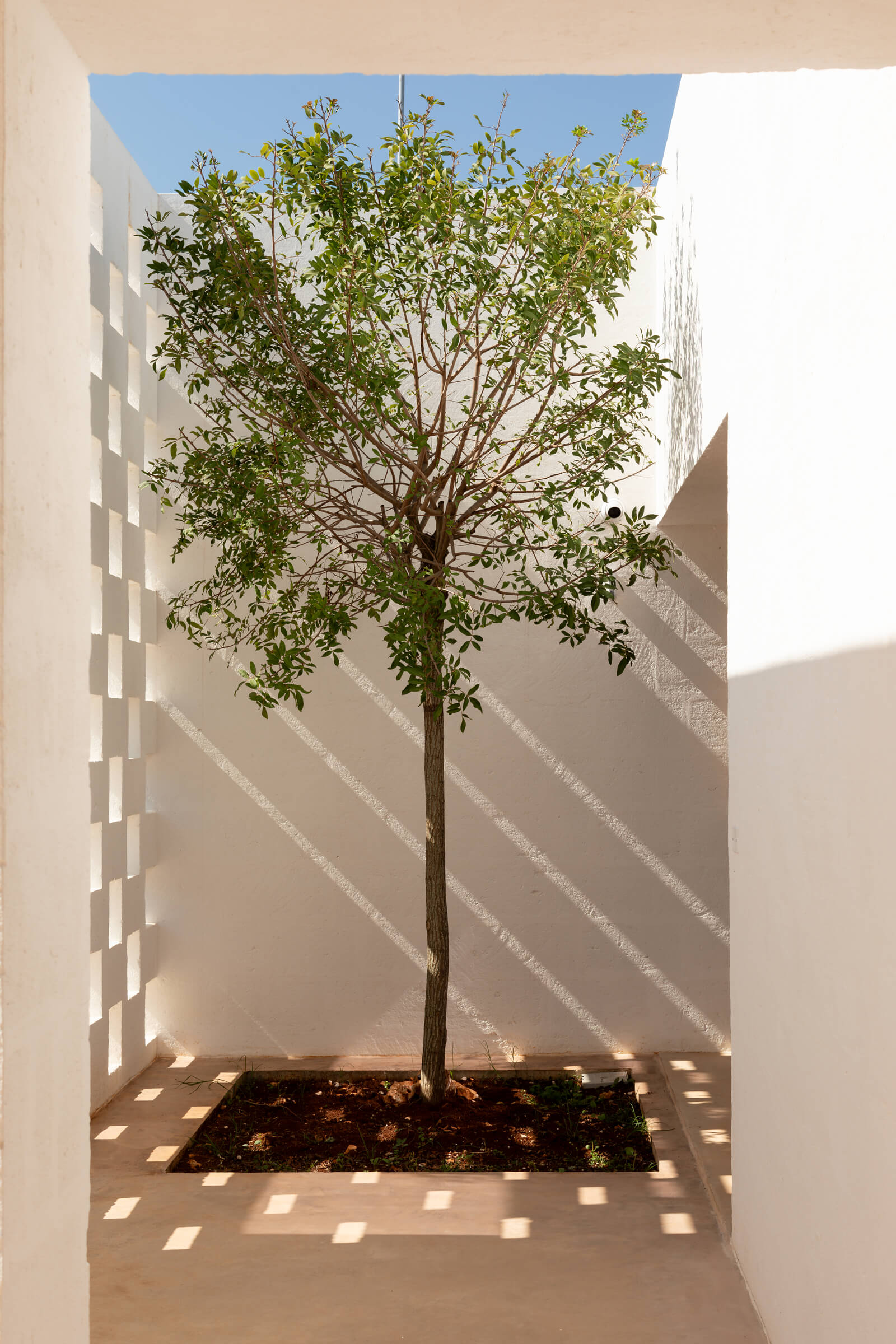 Casanguilla, Europe — Minimalist courtyard with tall sapling casting geometric shadows on white walls and terracotta floor, bright Mediterranean light.