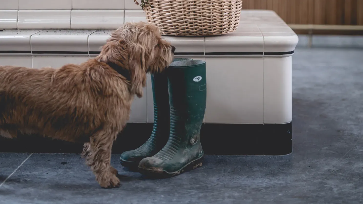 Le Barn, Europe — Brown dog sniffing green wellington boots beside white storage bench in tiled entryway, wicker basket above.