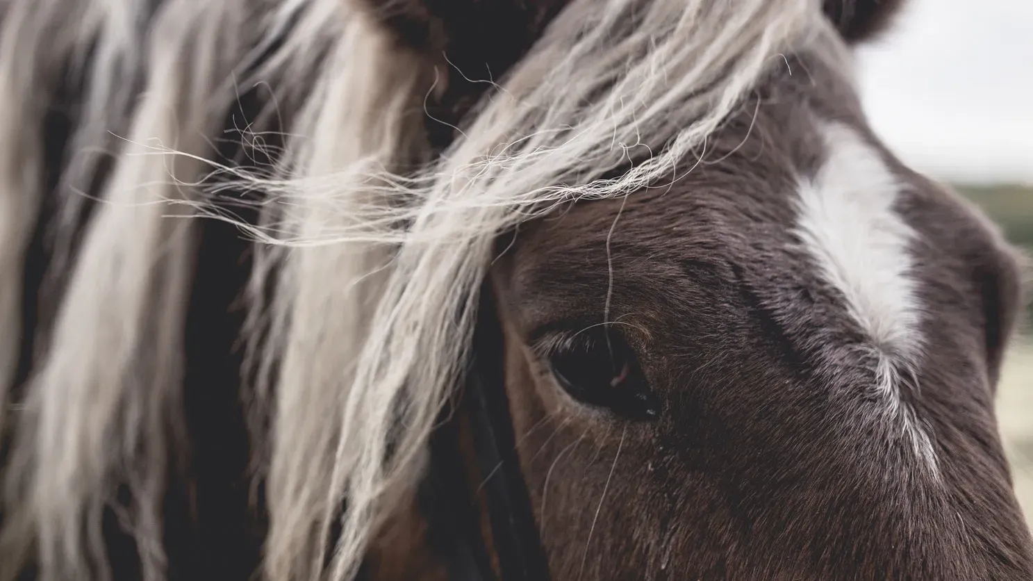 Le Barn, Europe — Close-up of goat's face with long white hair flowing across dark fur, natural light highlighting texture and detail, rustic pastoral aesthetic.