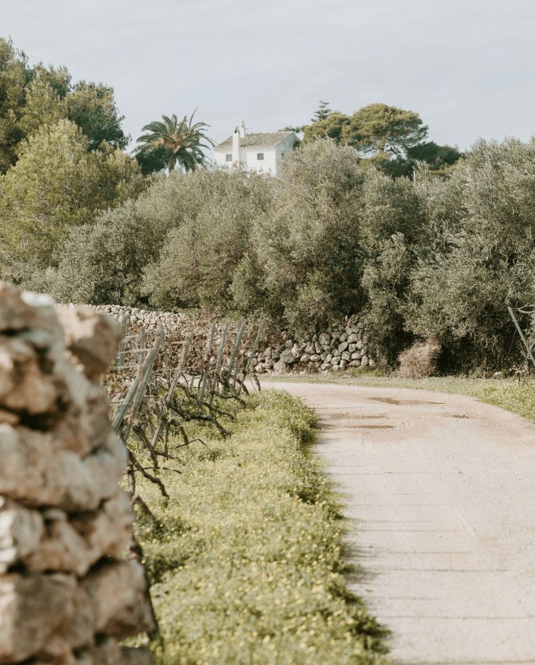 Bodegas Binifadet, Balearic Islands, Spain — Stone-walled vineyard path lined with olive trees and grapevines, whitewashed farmhouse nestled in Mediterranean landscape.