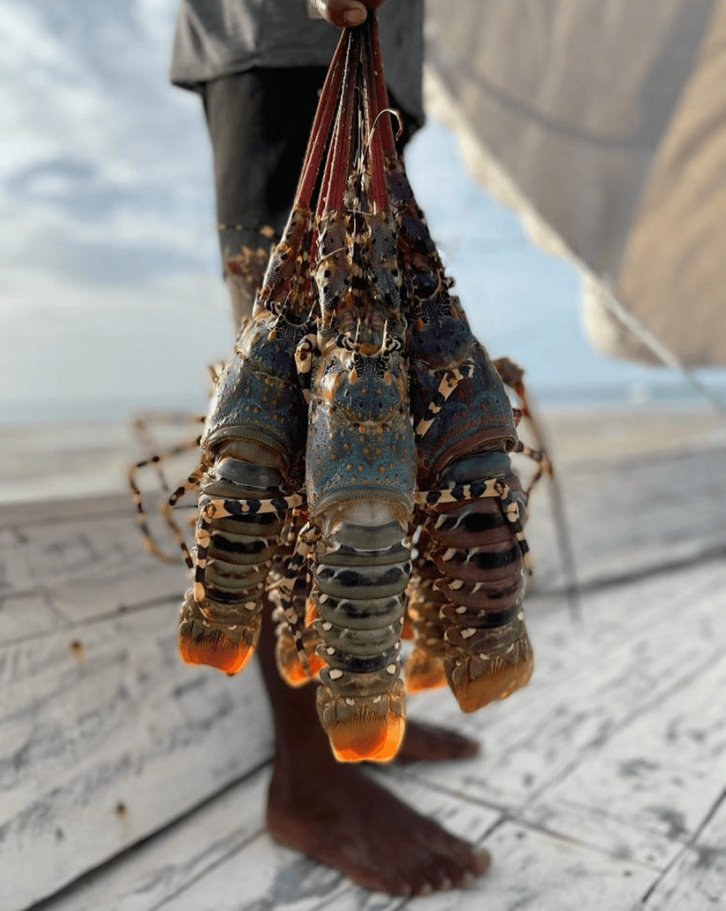 Artisanal fishing — Fresh lobsters held by hand on wooden dock with ocean horizon, coastal fishing village aesthetic, warm natural light.