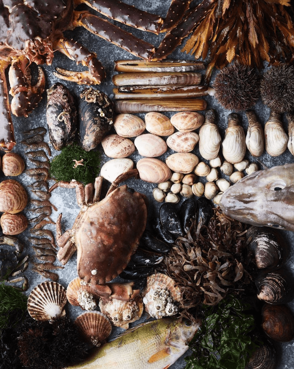Noma, Europe — Artfully arranged seafood, shellfish, and foraged ingredients on slate surface, showcasing culinary artistry and Nordic gastronomy.