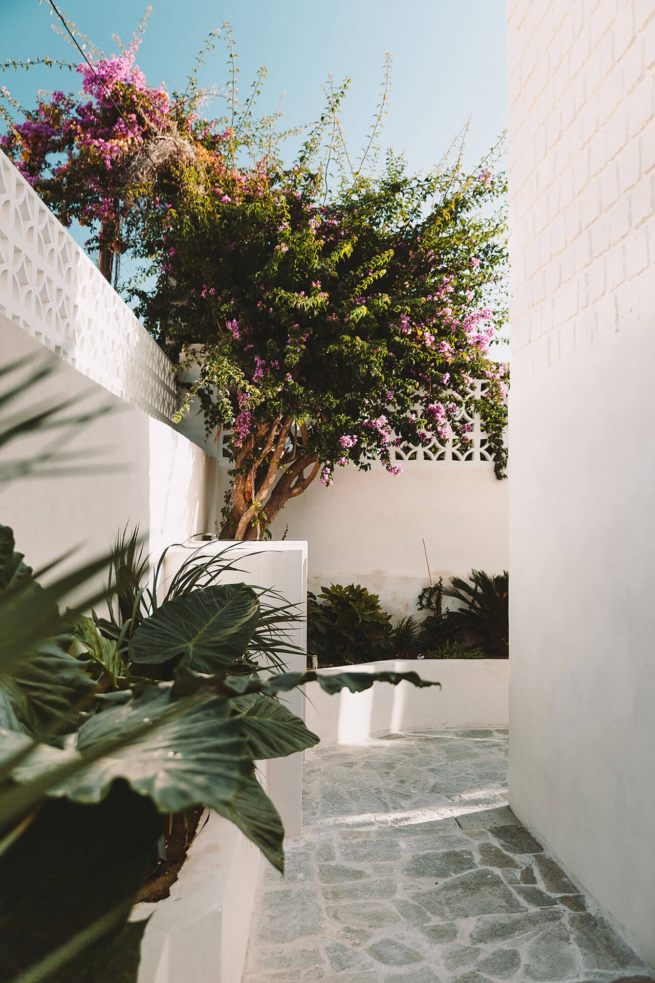 Casa Santa Teresa, Europe — Whitewashed courtyard with blooming magenta bougainvillea tree, stone flooring, and modernist architectural detail casting shadows.