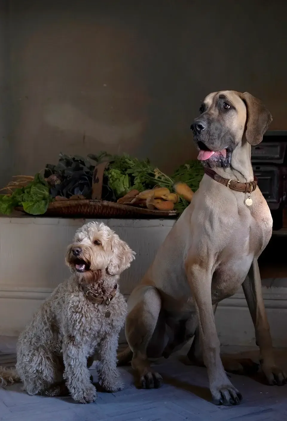 Sterrekopje, Africa — Two dogs posed in elegant kitchen with fresh vegetables, warm lighting, and neutral palette creating sophisticated farmhouse aesthetic.