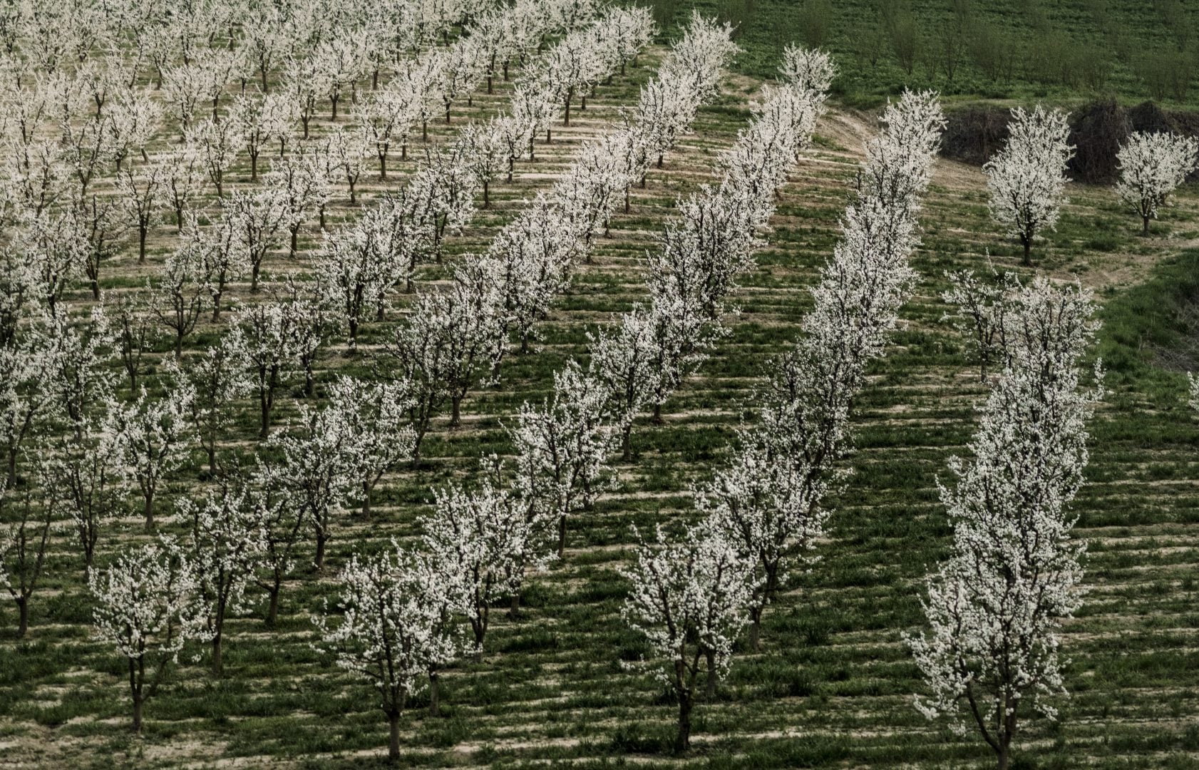 Casa di Langa, Europe — Orchard of blooming pear trees in spring, white blossoms against green rolling hills and terraced vineyard rows.