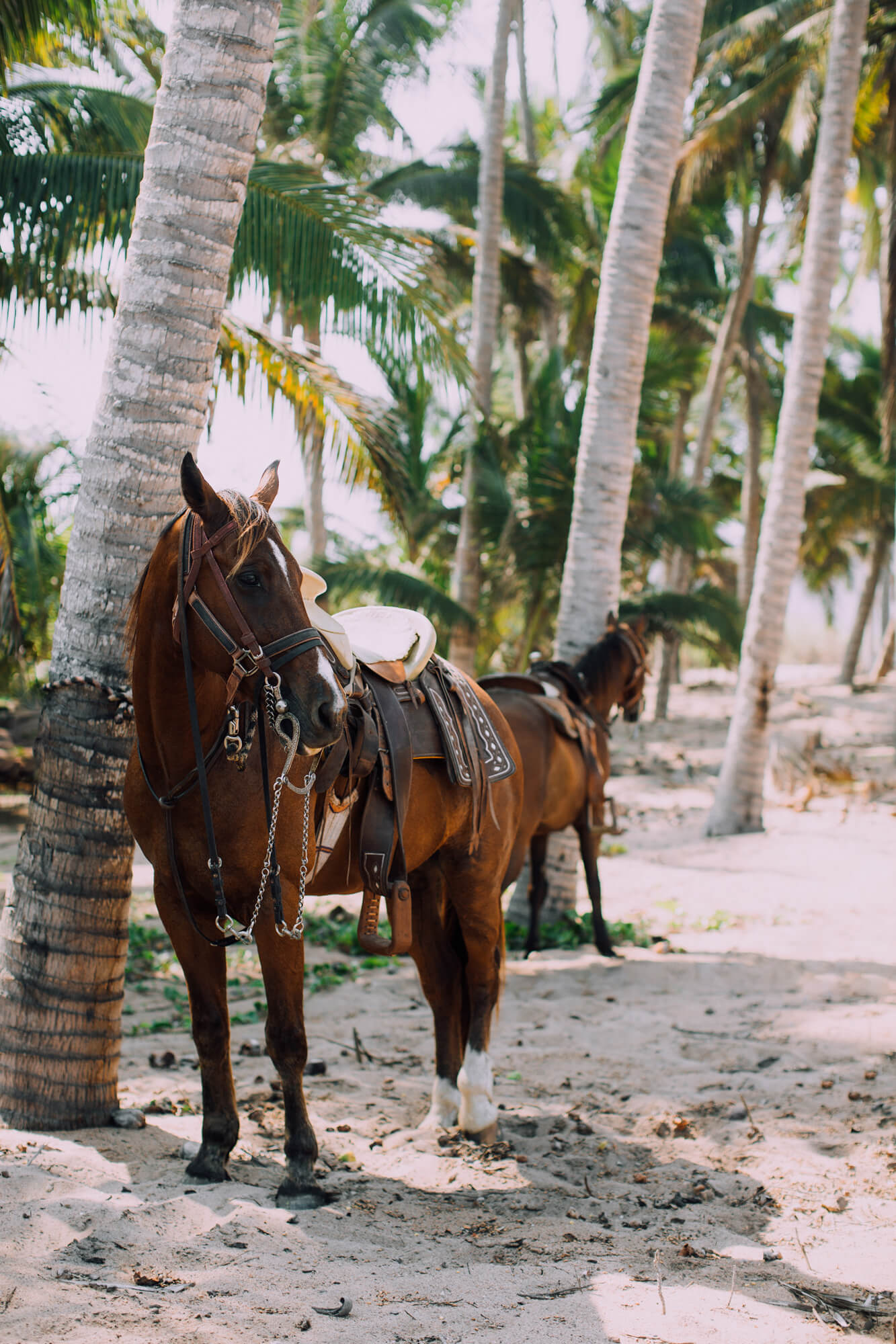 Horseback Riding — Saddled bay horse tethered beneath palm trees on sandy path, tropical coastal setting with dappled light and lush greenery.