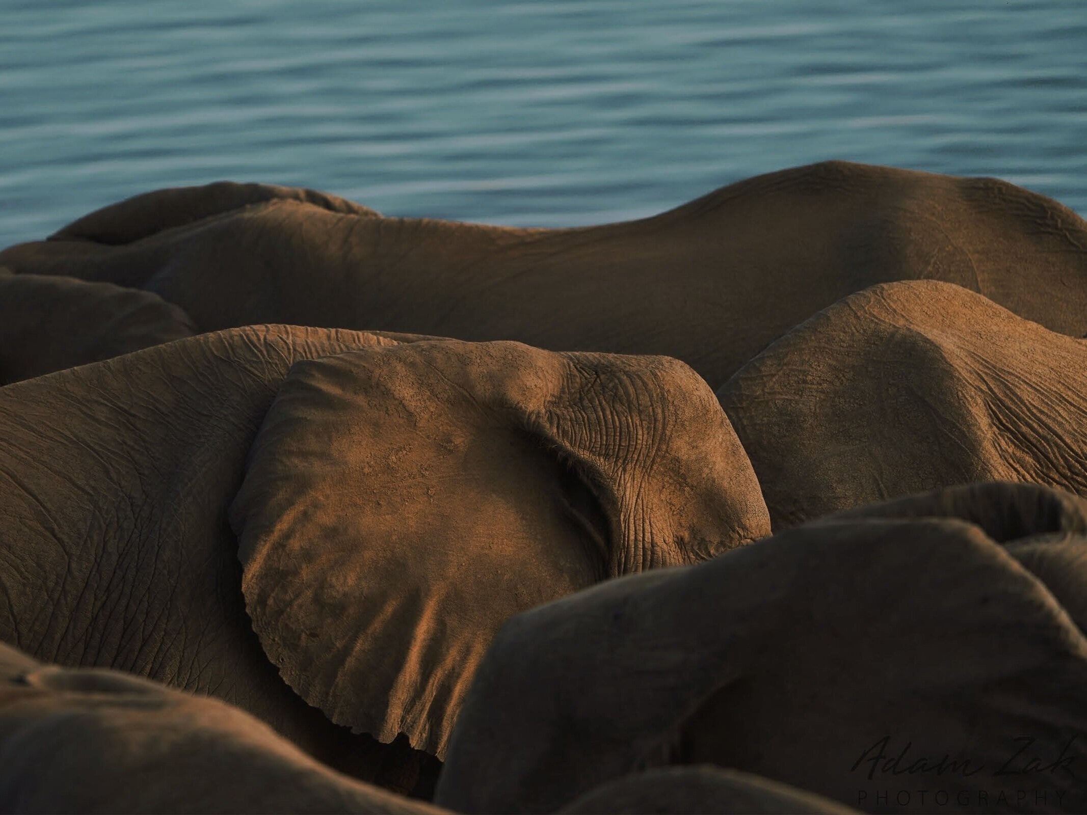 Walruses hauled out on ice near Mozambican National Parks — warm-toned wildlife photography with golden hour light and textured skin detail, African coastal landscape aesthetic.