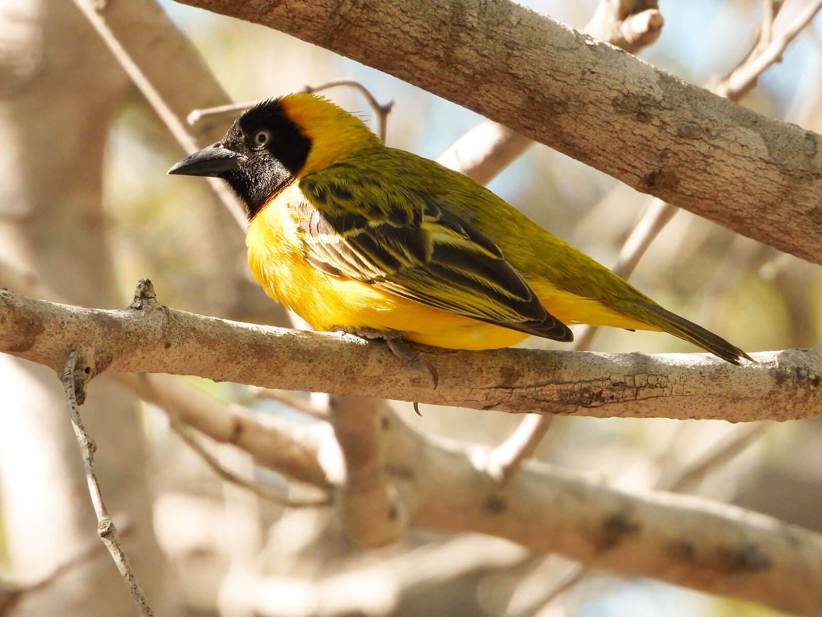 Discovery Walk, Africa — Sunlit weaver bird perched on weathered branch, vibrant yellow and black plumage against soft natural light, botanical detail.