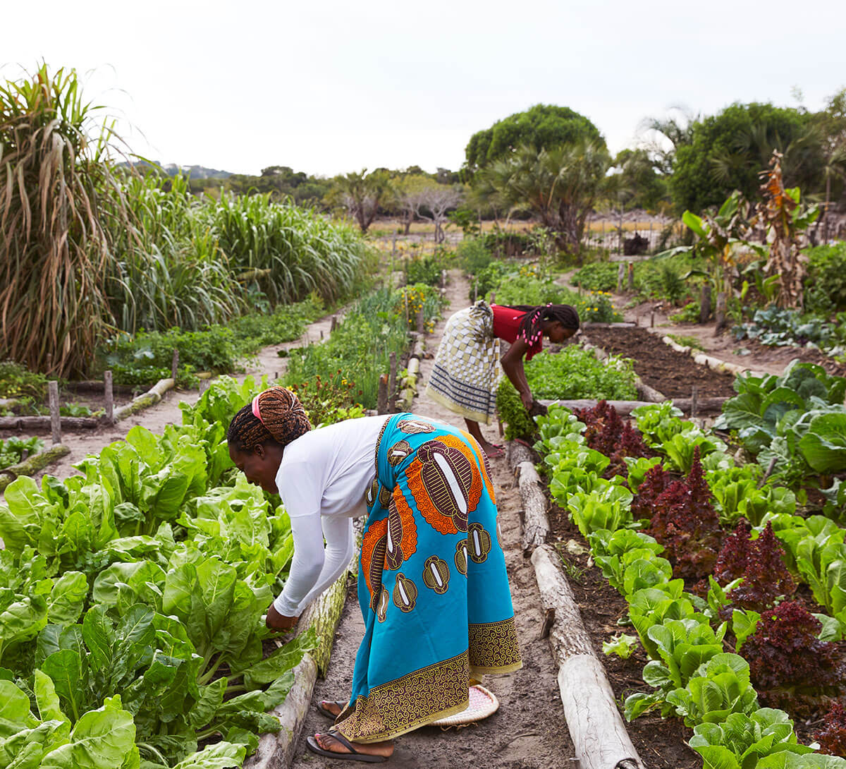 Kisawa Garden, Africa — Women harvesting leafy greens in organized raised beds surrounded by palm trees and tropical vegetation under daylight.