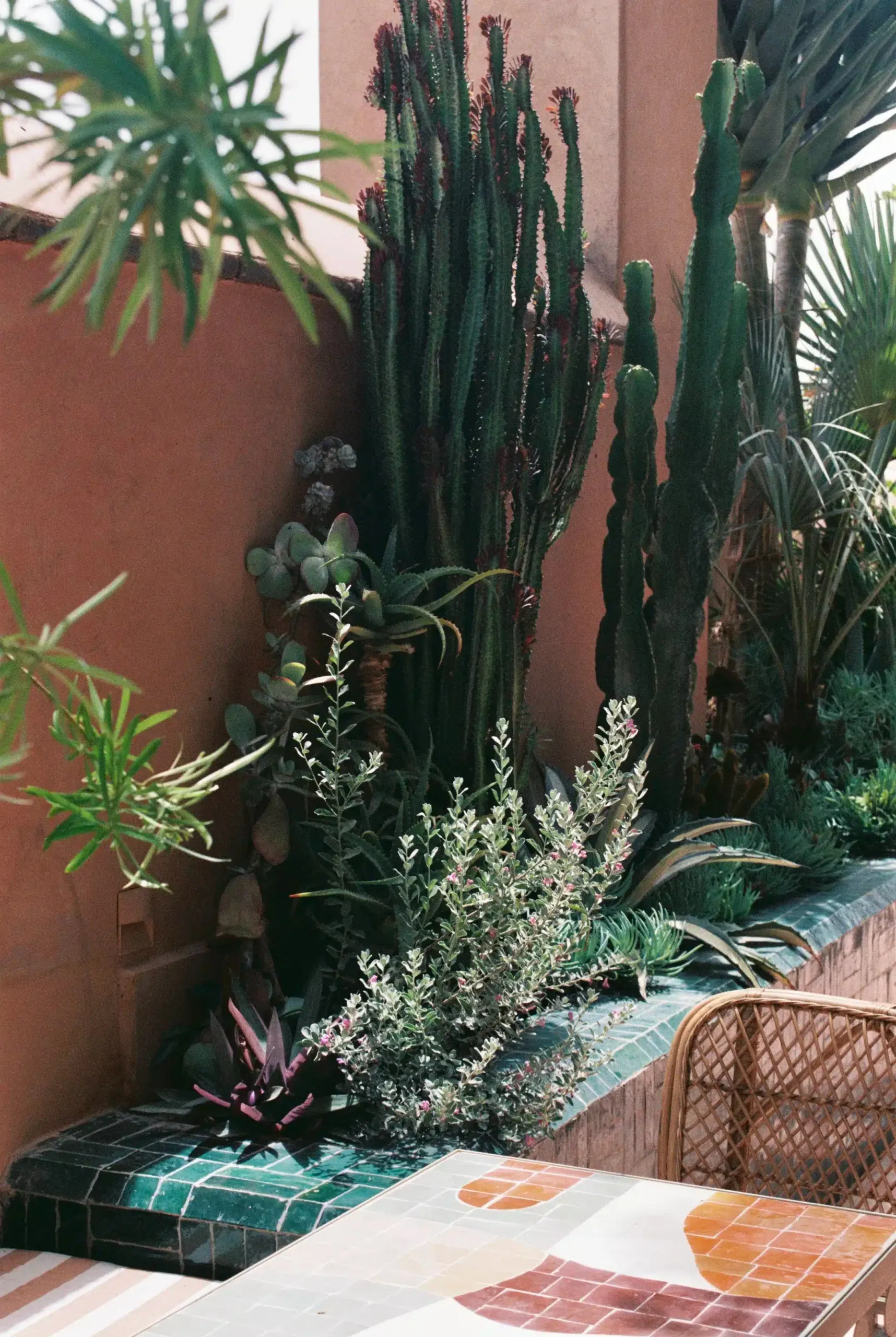Rosemary, Africa — Courtyard garden with tall columnar cacti, flowering herbs, and terracotta walls, teal tile borders framing desert-inspired landscape design.