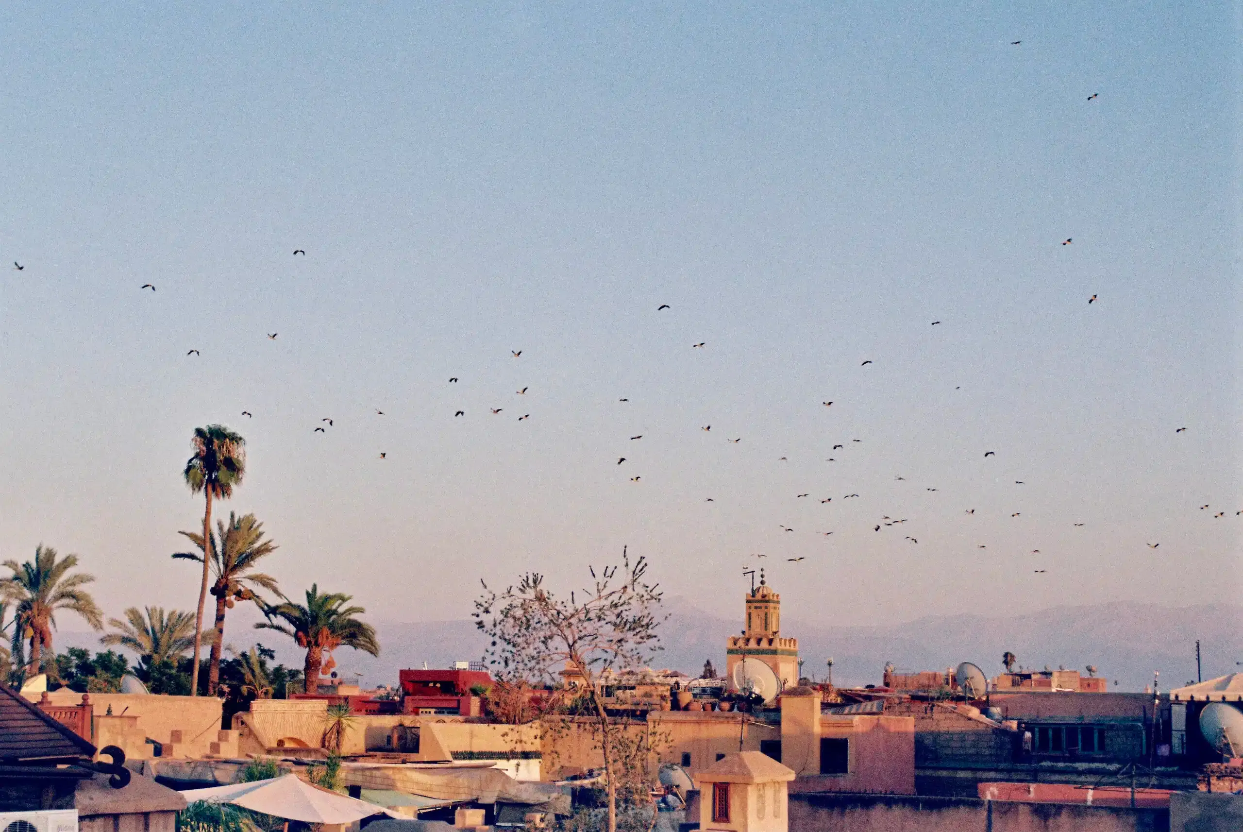 Rosemary, Africa — Terracotta rooftops and palm trees under golden light with birds in flight over a medina cityscape at dusk.