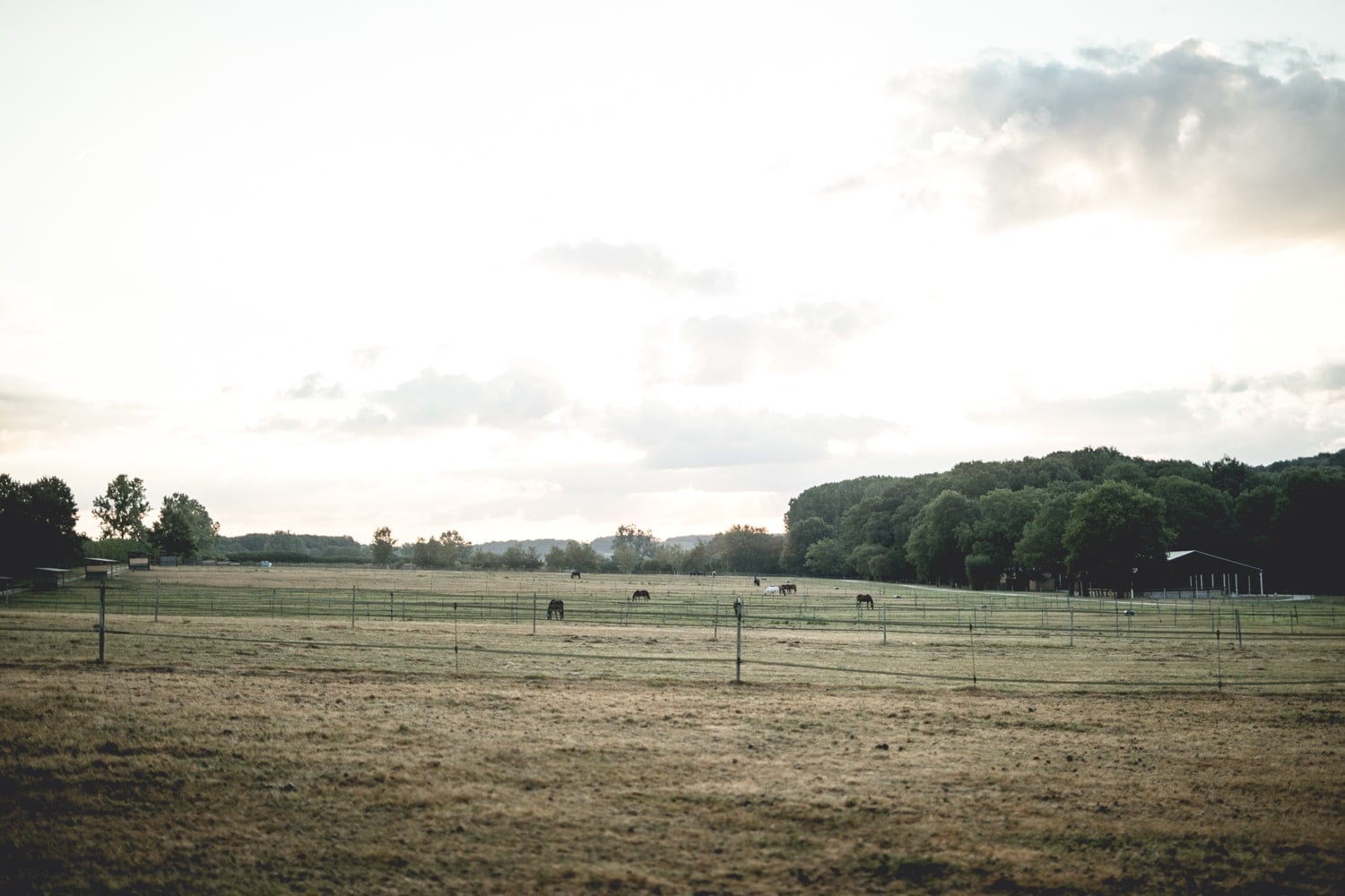 Le Barn, Europe — Fenced pasture with grazing horses at golden hour, tree line and rural buildings under soft overcast sky.