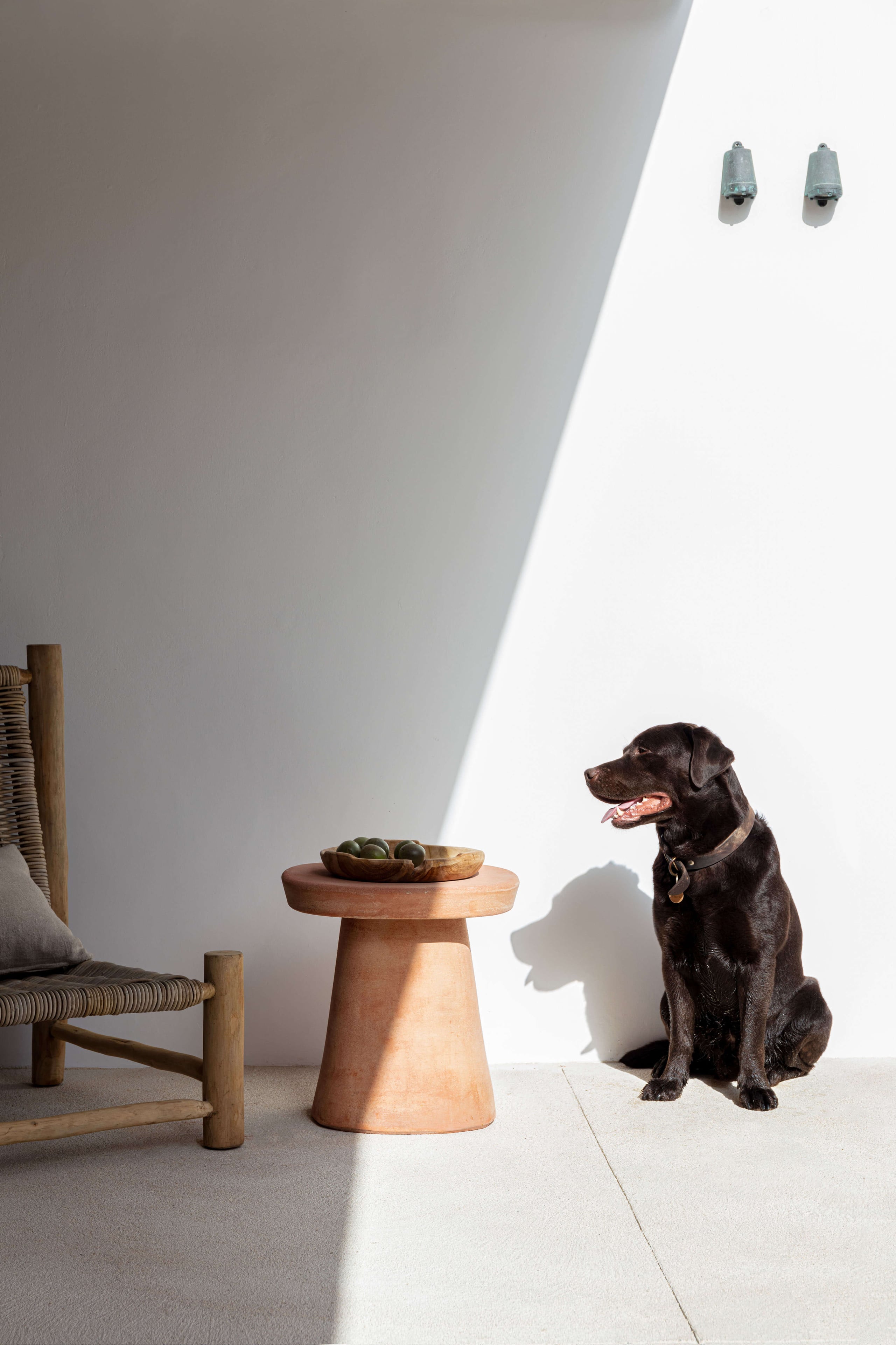 Villa Tama, Europe — Dark Labrador seated in minimalist interior with wooden furniture, succulent plant table, and dramatic natural light through angular white wall.