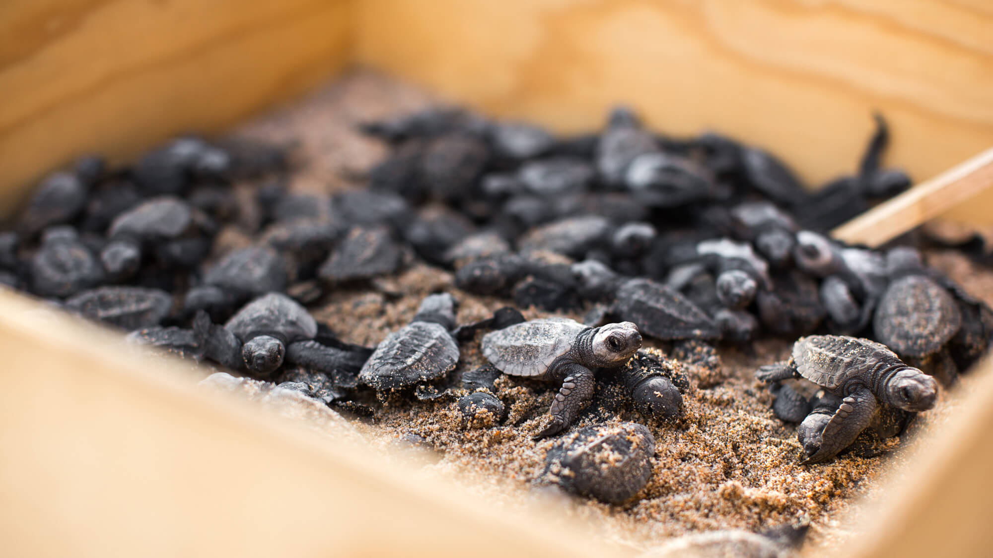 Turtle Release, Mexico — Hatchling sea turtles crawling across sand toward ocean, wildlife conservation experience near luxury hotel.
