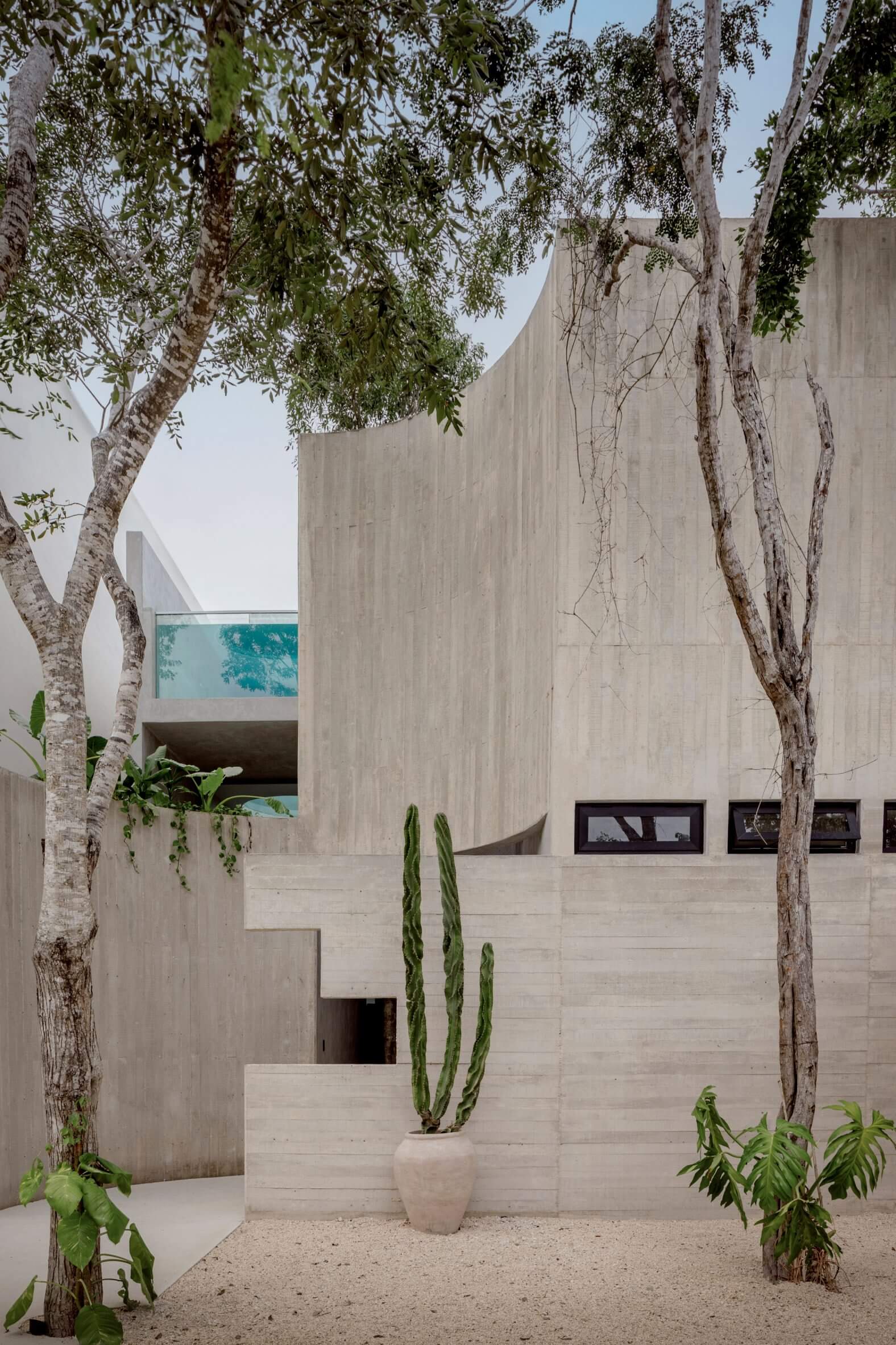 Villa Cava, Mexico — Minimalist concrete courtyard with birch trees, turquoise pool window, cactus in terracotta pot, and horizontal apertures.