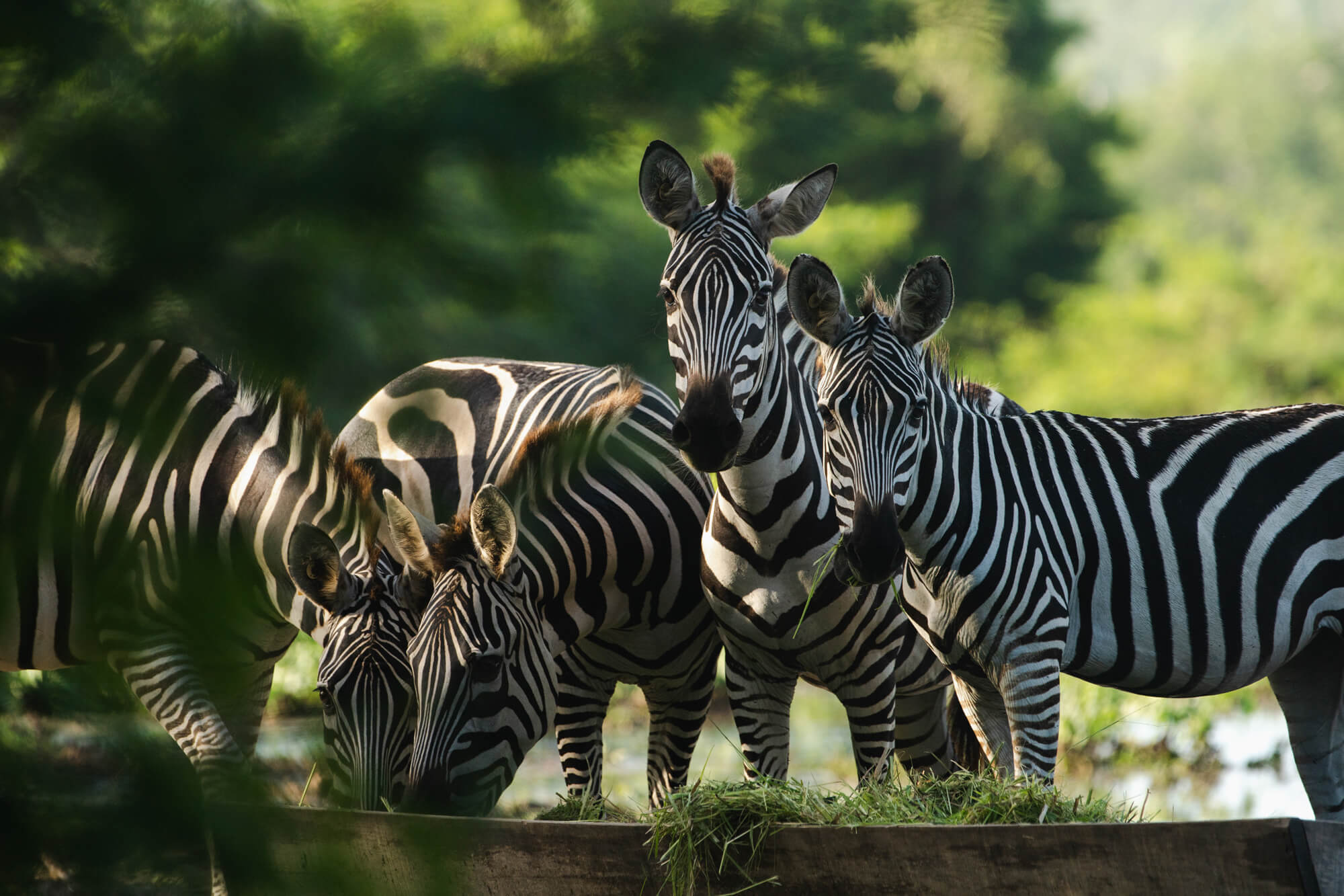Exoticos, Mexico — Zebra family grazing in dappled sunlight, lush green foliage backdrop, natural wildlife sanctuary aesthetic.