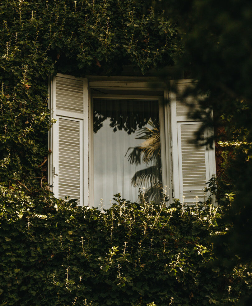 Exterior window surrounded by plants at Park Hotel Mondschein